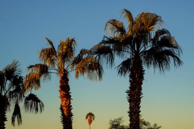 Arizona 'da günbatımı olan bir grup palmiye ağacı.