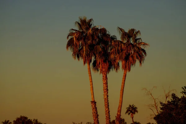 Arizona Sunset Group Palm Trees Silhouettes — Stock Photo, Image