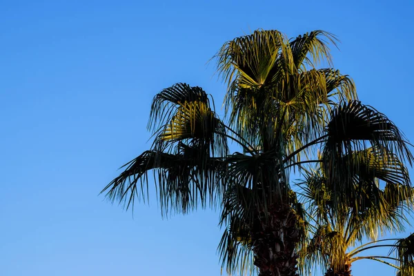 Palms Trees Sky Arizona Landscape Usa — Stock Photo, Image