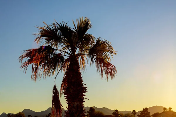 Belas Palmeiras Silhueta Palmeiras Pôr Sol Arizona Eua — Fotografia de Stock