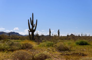 Çöl dağlarındaki kaktüslerle dolu bir kaktüsün içinde büyük bir kaktüs Arizona çölü parlıyor.