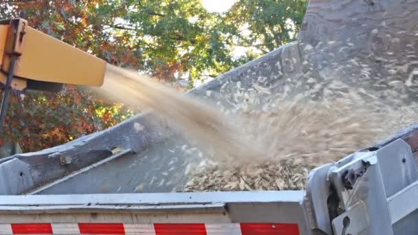 Hout chipper machine het vrijgeven van de geraspte bossen in een vrachtwagen — Stockvideo