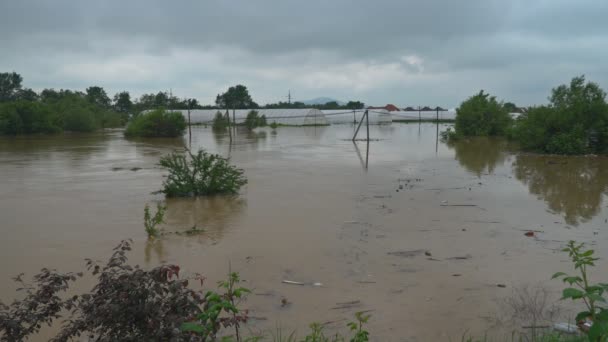 View of river flood flooded meadow damaged in plants field — Wideo stockowe