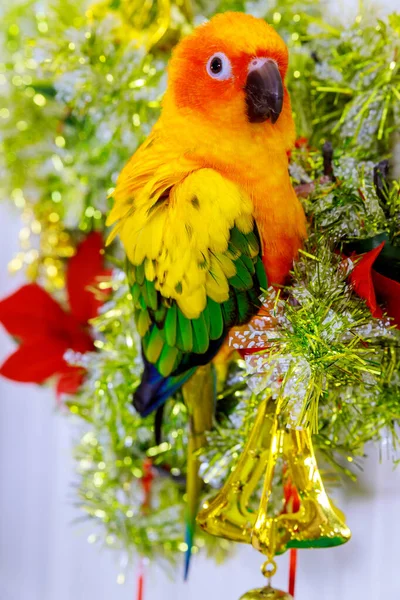 Puffy Colorido Papagaio Sol Conure Olhando Sentado Ornamento Natal — Fotografia de Stock