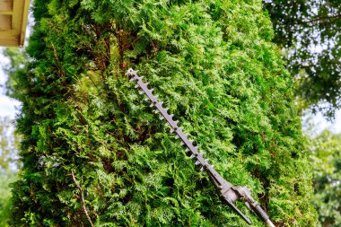 Ağaç budarken bahçıvanla budanan budanmış ağaçları budarlar.