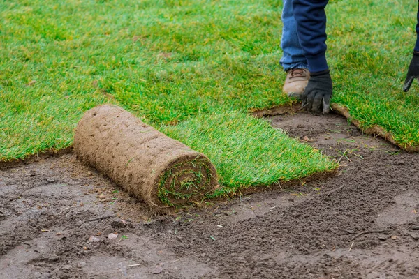 Hombre Que Pone Rollos Verdes Hierba Para Césped Nuevo Jardín — Foto de Stock