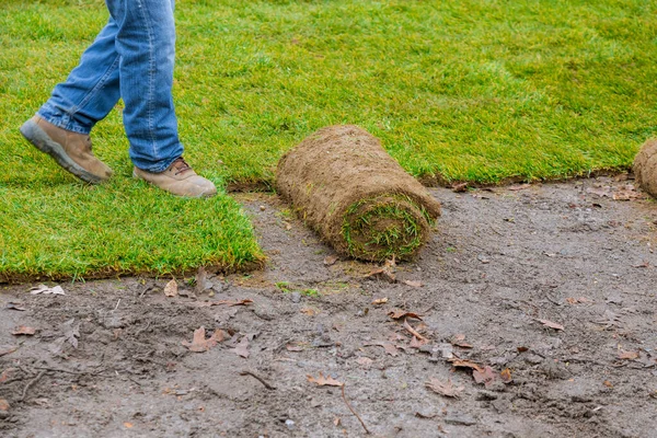 Jardinero Instalando Césped Natural Instalador Profesional Hermoso Césped Laminado Césped — Foto de Stock