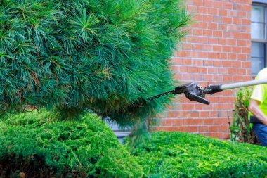 Ağaçları budamada bahçıvan teleskopik direkli testereyle parkta budanmış.