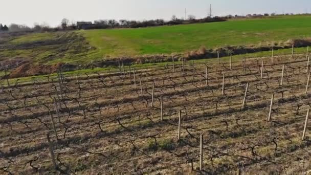 Виноградники виноробного регіону з видом на виноградник — стокове відео