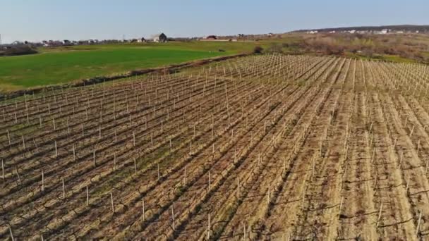 Wzgórza pokryte winnicami w regionie winiarskim — Wideo stockowe