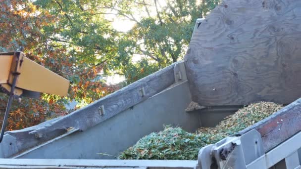 Big machine poplar trunks grinding machine to become chip wood chipper blowing tree branches cut — Stock Video