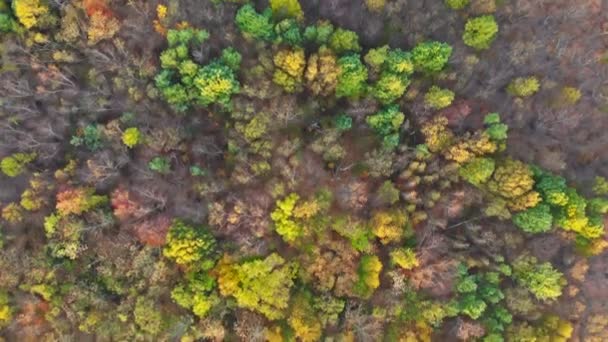 Vista aerea su alberi decidui con foglie arancioni, verdi e gialle — Video Stock