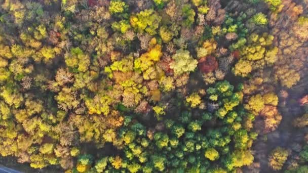 Vista aerea su alberi decidui con foresta autunnale . — Video Stock