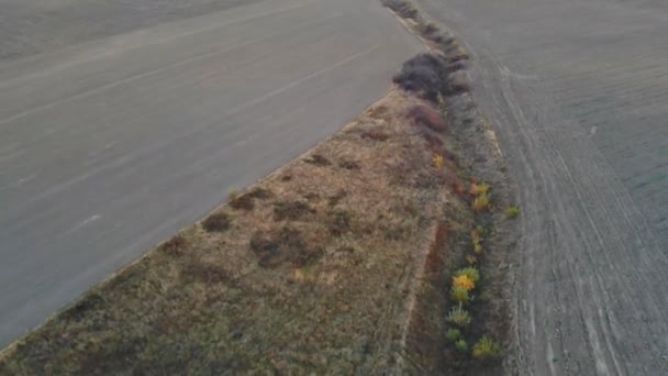 Blick von der Drohne, einem Feld mit gemähtem Gras — Stockvideo