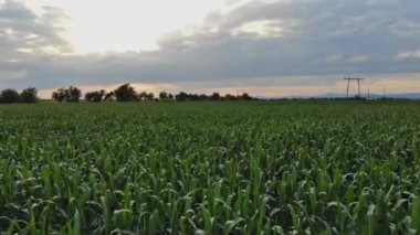 Gün batımında genç yeşil mısır tarlaları.