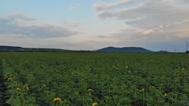 Pole młodych kiełków słonecznika krajobraz z błękitnym niebem — Wideo stockowe