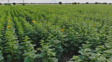 Geniş tarla genç yeşil ayçiçeği filizlenen ayçiçeği