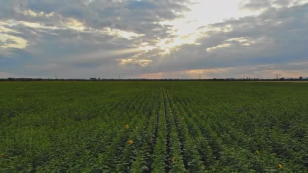 Słonecznik kwitnące pole nad pochmurnym błękitnym niebem — Wideo stockowe