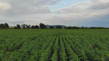 Yeşil ayçiçeği tarlaları parlak bir gökyüzünde yetişir.