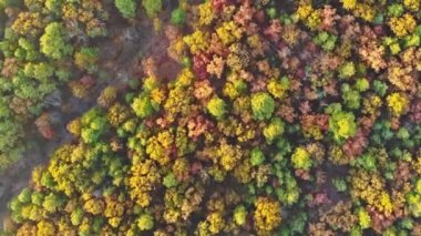 Sonbahar ağaçları ormanları rengarenk sonbahar ormanlarının yükseklerinden gelir.