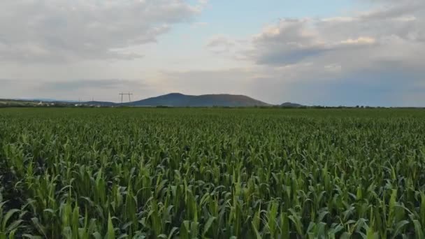 champ de maïs vert sans fin de jeunes plants de maïs vert 