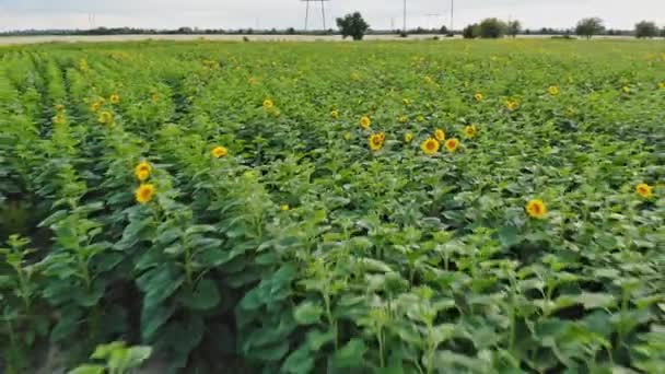 Panoramautsikt över solros blommar på stora fältet — Stockvideo