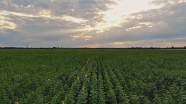 Girasol joven en el campo hermoso al atardecer — Vídeo de stock