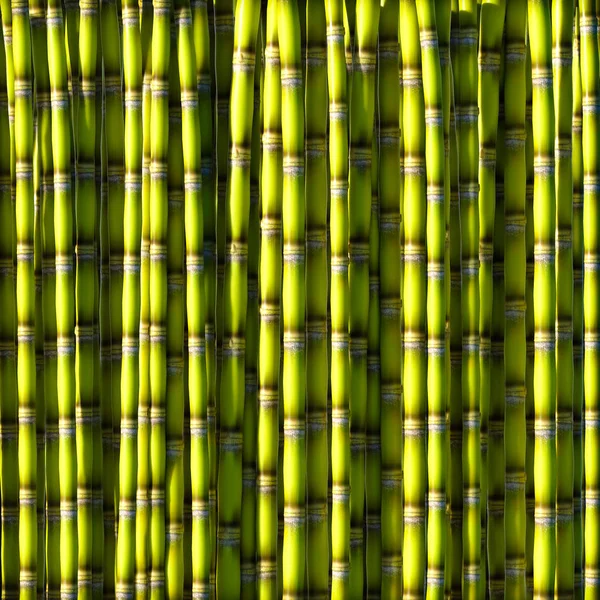 Caña de azúcar verde . — Foto de Stock