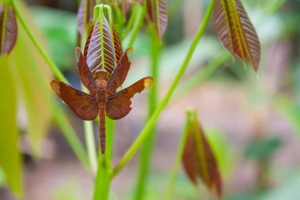 Libellula su una foglia. — Foto Stock