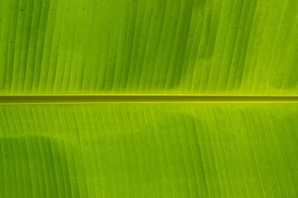 Bananenblatt-Muster. — Stockfoto