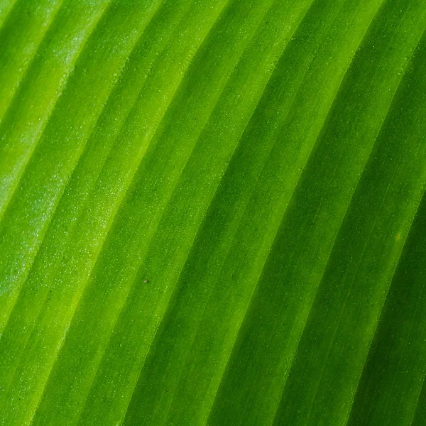 Modèle de feuille de banane . — Photo