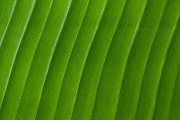 Padrão de folha de banana . — Fotografia de Stock