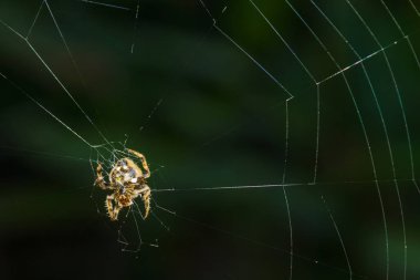 Tropikal örümcek ağı.