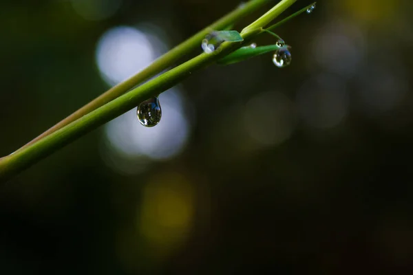 Kapky vody na bambus. — Stock fotografie