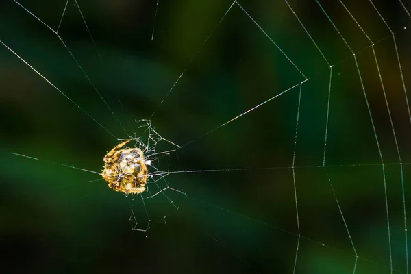 Tropical spider web. — Stock Photo, Image