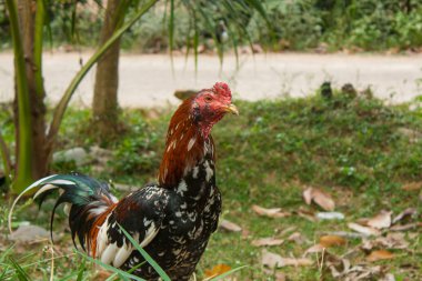 Tayland üreme mücadele horoz.