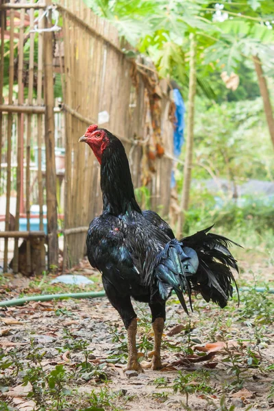 Tailandia cría gallos de lucha . —  Fotos de Stock