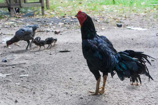 Gamecock criador Tailandia . —  Fotos de Stock