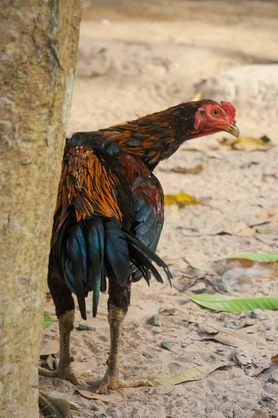 Thailand breeding fighting cocks. — Stock Photo, Image