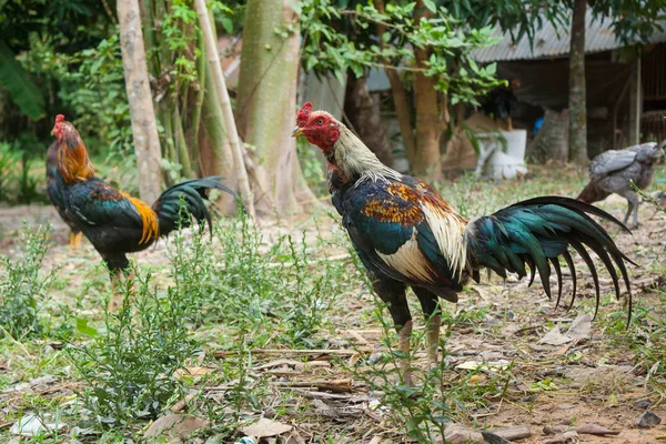 Tailandia cría gallos de lucha . —  Fotos de Stock