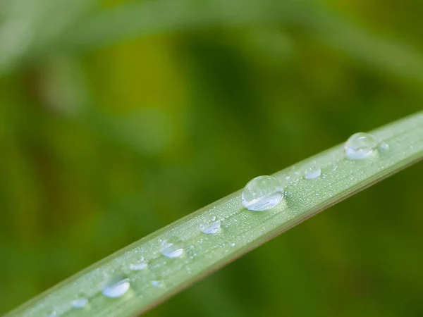 Rosa Trawie Deszczu — Zdjęcie stockowe