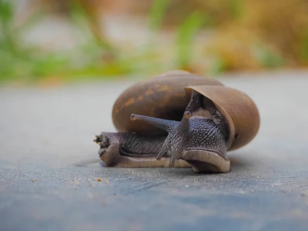 Caracol en el corto plazo —  Fotos de Stock