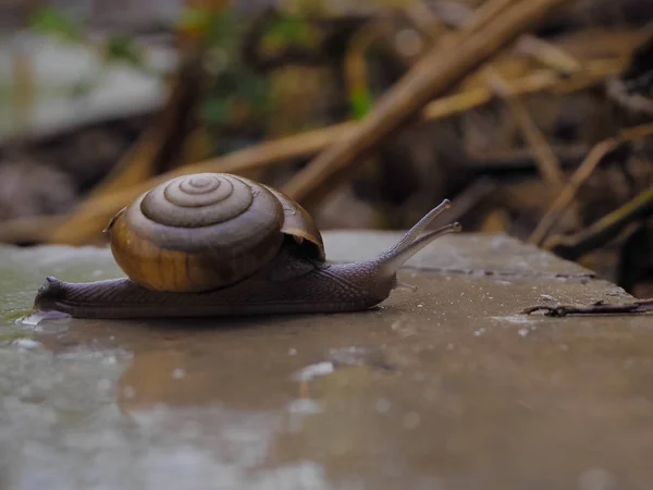 Snail in the near term — Stock Photo, Image