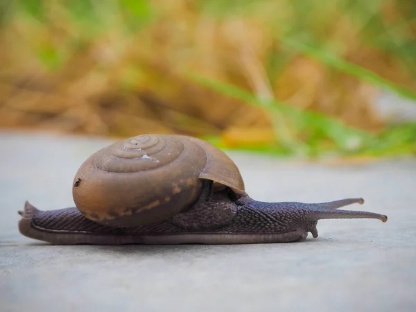 Escargot à court terme — Photo