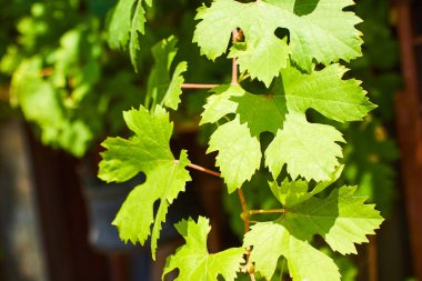 yeşil üzüm yaprakları