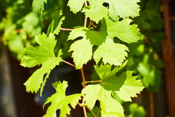 Foglie di uva verde — Foto Stock