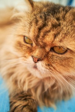 İngiliz longhair kedi