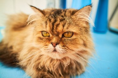 İngiliz longhair kedi