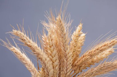 spikelets buğday