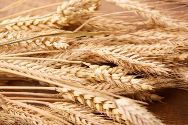 ahşap zemin üzerinde buğday spikelets